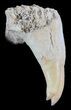 Unusual Fossil Fossil Fish (Brychaetus) Teeth - Morocco #50537-2